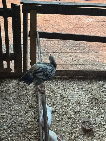 Kümesteki ahşap bir çitte dinlenen renkli bir horoz. Arka plan kum ve küçük yem tanelerini gösteriyor, kırsal bir huzur ve kırsal yaşam hissi aktarıyor..