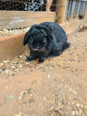 Bir çiftliğin kirli zemininde oturan sevimli siyah bir tavşan. Tavşan meraklı ve tetikte görünüyor, sarkık kulaklı, etrafı küçük odun parçalarıyla çevrili. Kırsal kesim sakinliği ve doğayla bağlantıyı iletir.
