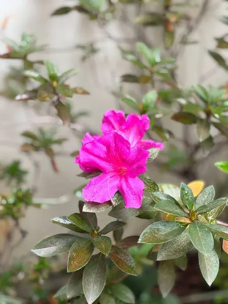 Çiy damlalarıyla süslenmiş, yeşil yapraklarla çevrili canlı pembe açelya çiçeklerinin çarpıcı yakın çekimi. Görüntü tazeliği, güzelliği ve yenilenmeyi ifade eder..
