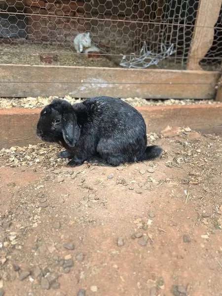 Kırsal ve doğal bir çevreyle çevrili, bir kulübenin zemininde oturan tüylü siyah bir tavşan. Yumuşak ışık siyah kürkünü ön plana çıkarırken, arka plandaki diğer tavşanlar sahneye hayat katıyor..