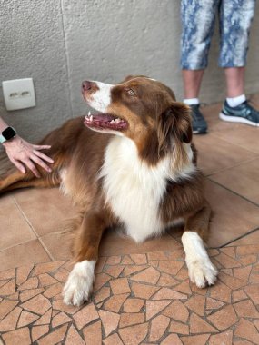 Kahverengi bir Border Collie yerde uzanmış, rahatlamanın tadını çıkarıyor. Boyun çevresindeki beyaz kürkü kahverengi vücuduyla güzel bir tezat oluşturuyor. Arka planda, birisi yaklaşıyor, sevgiyle okşuyor, sıcak, rahat bir atmosfer yaratıyor.