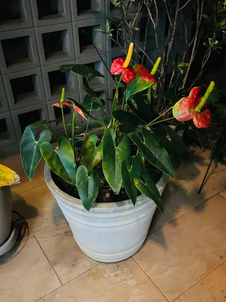 Kırmızı çiçekli ve yemyeşil yapraklı çarpıcı bir anthurium bitkisi pürüzsüz bir seramik kaba konur. Uzay, doğa ve modernliği harmanlıyor, iç mekanlar için mükemmel..