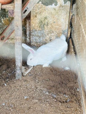 Sevimli beyaz bir tavşan, yumuşak kürkü ve büyük kulaklarıyla doğal ortamını keşfeder. Bu görüntü, huzurlu yaşamın özünü ve doğal ortamlarındaki hayvanların merakını yansıtıyor..