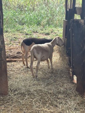 İki keçi, biri siyah kürklü ve diğeri açık kürklü, kırsal bir ahır da buluşuyorlar. Saman yiyorlar, doğal ve sakin bir çevreyle çevrili, yumuşak ışıkla sahneyi aydınlatıyorlar..