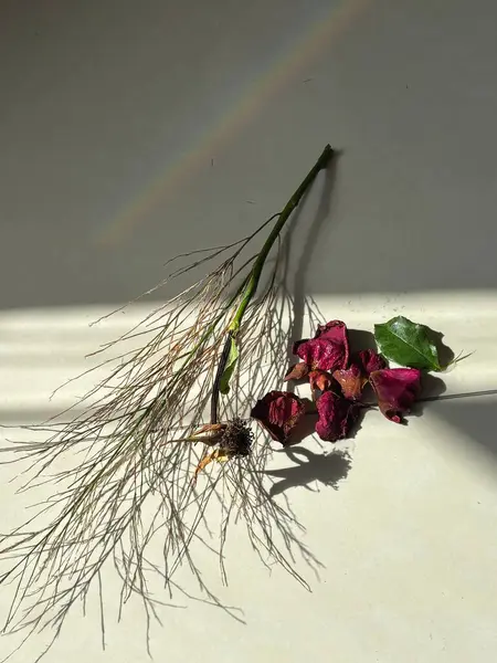 Kırmızının ve yeşilin çeşitli tonlarında ince yapraklar ve solmuş gül yapraklarıyla kuru bir dal açık bir yüzeyde bulunur. İnce bir gökkuşağı seramiğe yansıyor, sakin, nostaljik bir atmosfer yaratıyor, doğanın geçici güzelliğini çağrıştırıyor..