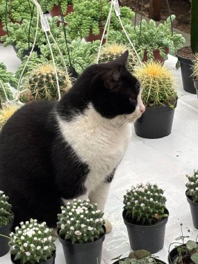 Kaktüs bahçesinde oturan güzel siyah beyaz bir kedi. Etrafı çeşitli saksı suları ve kaktüslerle çevrili. Sahne, kedinin etrafını dikkatlice gözlemlediği gibi doğayla bir huzur ve bağ hissi uyandırıyor..
