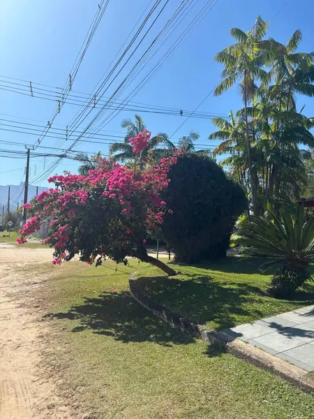 Güneşli bir günde, yeşil palmiyeler ve açık mavi gökyüzü ile çevrili, çiçek açan pembe bir bougainvillea çalısı içeren canlı bir tropikal bahçe. Elektrik hatları doğal hayata bir şehir dokunuşu ekler..