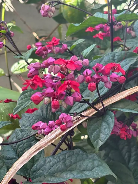 Pembe ve leylak tonlarında, arka planda zengin yeşil yapraklı göz kamaştırıcı, canlı çiçeklerin yakın çekimi. Narin çiçekler çeşitli şekil ve dokuları sergiliyor, canlı, renkli bir doğal sahne yaratarak tazeliği ve güzelliği yansıtıyor..