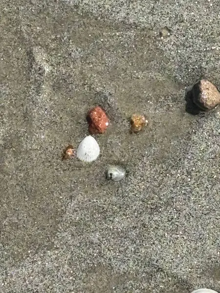 Deniz kabukları ve taşlardan oluşan güzel bir düzenleme, beyaz bir kabuk ve kumsalın ıslak kumlarında duran renkli çakıl taşları da dahil. Sahilin huzurunu ve doğal güzelliğini yansıtıyor..