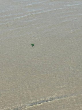 Tek bir yeşil yaprak, sakin bir kumsalın nemli kumsalında hafifçe dinlenir. Güneş parlar, suyun yüzeyinden yansıyarak dingin ve rahatlatıcı bir atmosfer yaratır. Yaprağın basitliği, doğayı sembolize eden geniş kumlu alanla çelişiyor. 