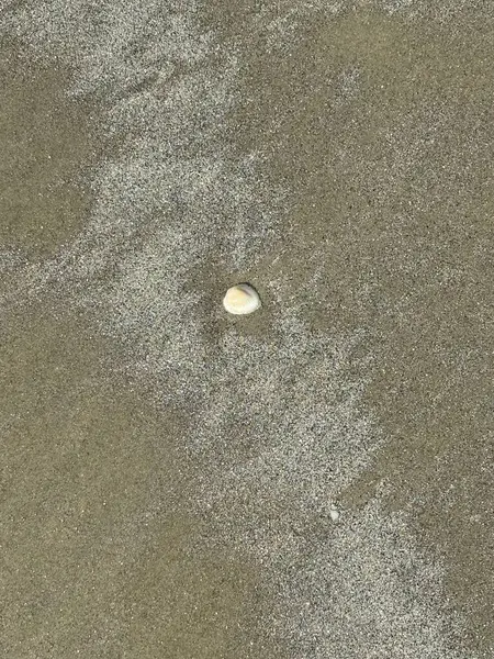 Güneşli bir kumsalın ince kumsalında narin bir deniz kabuğu duruyor. Kum taneleri ışığı yansıtıyor ve pürüzsüz beyaz kabukla ince bir kontrast oluşturuyor. Bu sakin sahne, sahilin dinginliğini ve doğal güzelliğini çağrıştırıyor..