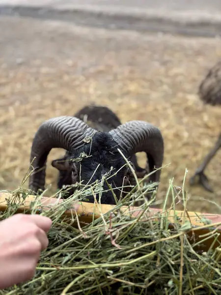 Etkileyici boynuzları olan kalın tüylü bir koç bir çiftlikte taze saman konteynırına yaklaşıyor. Görüntü, beslenirken hayvanın merakını yakalıyor, siyah ceketini ve dokulu arka planını vurguluyor. Kırsal yaşamı yansıtan huzurlu bir an.