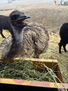 Fırfırlı tüylü bir devekuşu çiftlikte taze saman yiyor. Hayvan tuhaf ifadeler ve enerjik bir enerji sergilerken, diğer hayvanlar kırsal alanda ortaya çıkıyor..