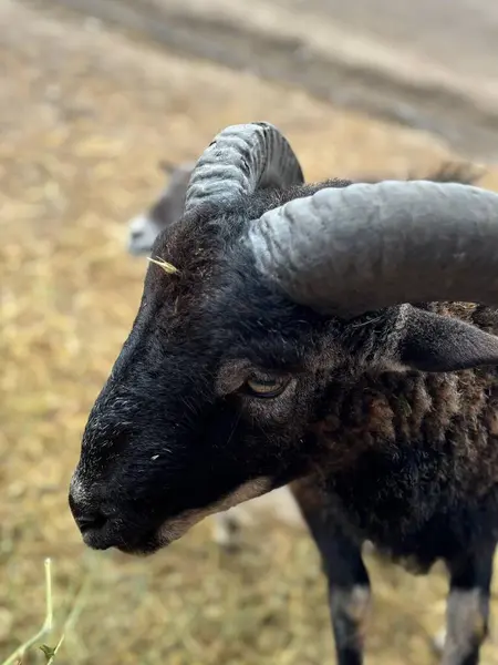 Kırsal bir ortamda etkileyici, kıvrımlı boynuzları ve arka planda kuru otları olan koyu kürklü bir koç. Bakışları, kırsal hayatın kırsal güzelliğini yansıtan merak ve sükuneti yansıtıyor..