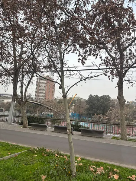 Kuru yaprakları ve arka planda kentsel manzarası olan bir ağaç, modern bir bina ve manzaralı bir bahçe sergiliyor. Bulutlu gökyüzü sakin, melankolik bir atmosfer taşır. Doğayla urgan arasındaki mevsimsel geçişi ve zıtlığı vurgular.