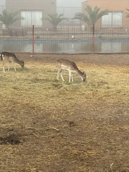 İki geyik saman kaplı bir arazide huzur içinde otluyor ve yumuşak bir sis sakin bir atmosfer yaratıyor. Arka planda, bir göl ve palmiye ağaçları sakin doğal sahneyi tamamlar..
