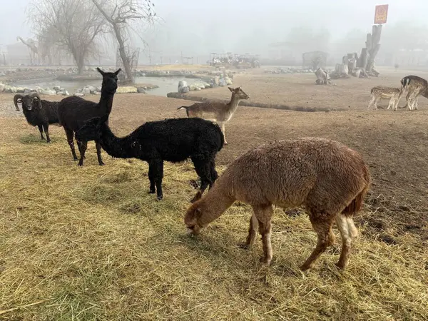 Kırsal kesimde sakin bir manzara, alpakalar ve keçiler de dahil olmak üzere sabah sisinde otlayan çeşitli hayvan gruplarını gösteriyor. Görüntü, bir kalem ve kırsal kesimdeki diğer hayvanların parçalarını ortaya çıkaran bulanık bir arka planla sükunet ve dinginliği iletir. 