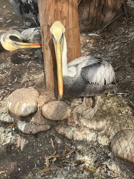 Gri ve beyaz tüylü görkemli bir pelikan bir ağacın yanında, elinde sopayla dinleniyor. Arka planda, başka bir pelikan görünür, dingin ve doğal bir sahne yaratır. Zemin taşlarla ve kuru yapraklarla kaplı, p 'yi tamamlıyor.