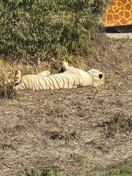 Görkemli bir beyaz kaplan doğal ortamında huzur içinde güneşlenerek dinlenir. Beyaz kürkü ve koyu çizgileri kuru zemin ve çevreleyen bitki örtüsüyle tezat oluşturur..