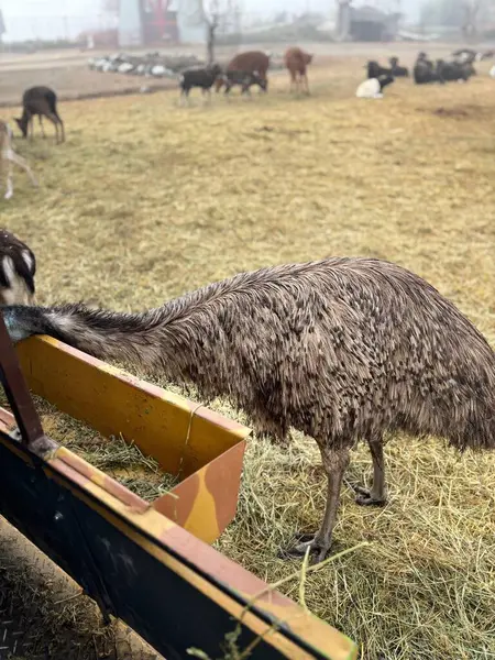 Kahverengi ve gri tüylü bir devekuşu, çiftlikteki sarı bir yemliğin üzerine eğilir. Arka planda, birkaç koyun ve sığır samanla kaplı bir alanda otlayarak sakin bir kırsal atmosfer yaratıyor..