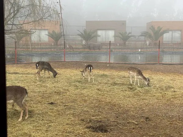Bir grup geyik, yoğun sis ile çevrili samanla kaplı bir tarlada huzur içinde otluyor. Arka planda, modern binalar palmiye ağaçları tarafından çerçevelenmiştir. Atmosfer sakin, bu kırsal ortamda doğayla barışı ve uyumu çağrıştırıyor..