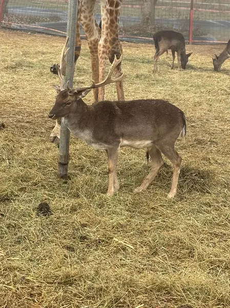 Tarlada duran bir kedi geyiği etkileyici boynuzlarını uzun, zarif bir zürafanın yanında sergiliyor. Arkaplan, diğer hayvanların huzur dolu sahnelere eklendiği kuru otlarla dolu doğal bir alan..