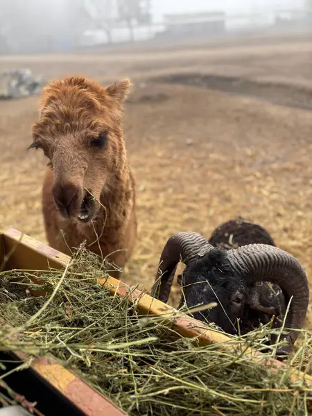 Nostaljik kırsal bir sahne, bulutlu bir günde kahverengi bir alpaka ve etkileyici boynuzlu bir koyunu samanları paylaşırken yakalar. Yumuşak sis mistik bir dokunuş eklerken, hayvanların tuhaf ifadeleri çiftlikte barış ve ahengi çağrıştırıyor..