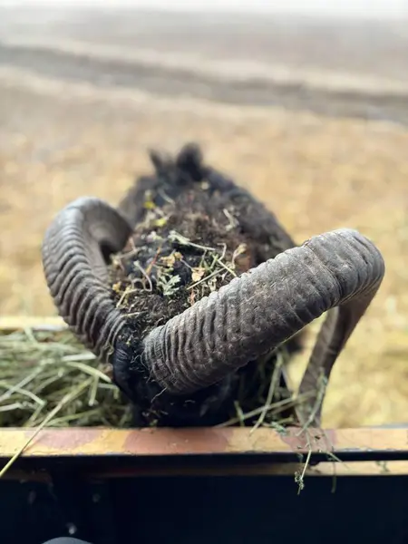 Güçlü boynuzlu bir koyun açık bir çayırda samanla otlar. Görüntü koyu yününün dokusunu ve sarmal boynuzlarının detaylarını yakalıyor, yapraklar ve samanlarla süslenmiş, kırsallığı ve doğayı çağrıştırıyor..