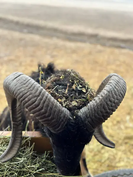 Etkileyici spiral boynuzları olan bir keçi kafasında yapraklar ve otlarla dinlenir. Kırsal, sakin atmosfer kırsal yaşamı ve doğayı yansıtırken, bulanık bir çayır arka plan hayvanların basitliğini ön plana çıkarıyor..