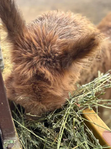 Kestane kırmızısı at taze saman yiyor. Paltosu gözle görülür şekilde yumuşak ve kabarık, zengin renk nüansları sergiliyor. İstikrarlı ortam sakinliği çağrıştırıyor ve at yemeğin tadını çıkarırken huzur yayıyor..