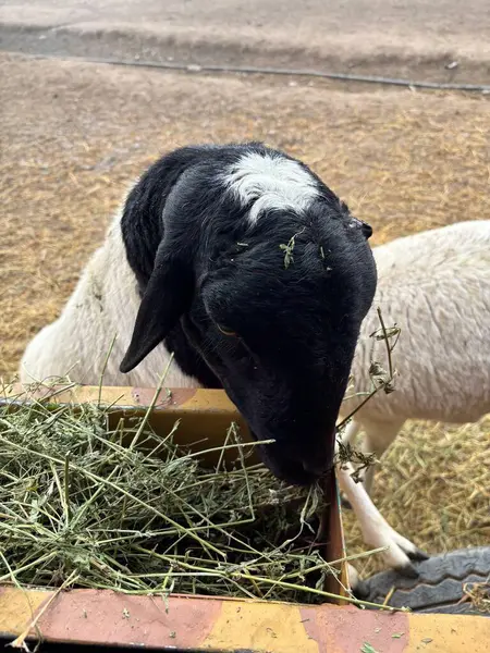Ahırda taze samanla beslenen tuhaf bakışlı bir yüz karası ve beyaz koyun. Samanların dokusu ve kırsal kesim bir huzur ve doğa ile bağlantı hissi yaratıyor..