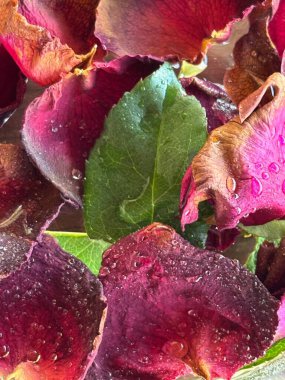 Koyu mor ve kırmızı tonlarda kurumuş gül yapraklarının çarpıcı yakın çekimi. Parlak su damlacıkları yaprakları güzelleştirir, çiçeklerin güzelliğini ve zarafetini yeşil yapraklara vurgular..