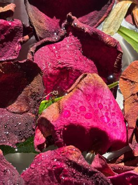 Kırmızı ve mor tonlarda gül yapraklarının parlak su damlacıklarıyla süslenmiş canlı bir makro fotoğrafı. Doğal ışık, doğal güzellik ve romantizmi çağrıştıran zengin dokuları ve hassas renkleri vurgular..