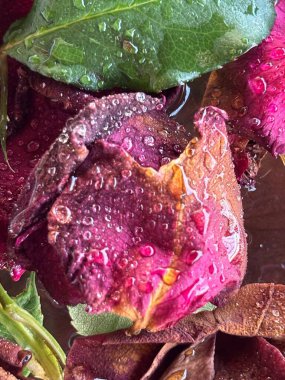 Doğal bir arkaplan karşısında kurumuş güllerin güzel bir yakın çekimi. Pembe, mor ve kahverengi tonlarında taç yaprakları, ışığı büyüleyici bir şekilde yansıtan su damlacıklarıyla süslenmiştir. Yeşil yapraklar, kırılganlığı vurgulayarak, canlı bir kontrast sağlar.