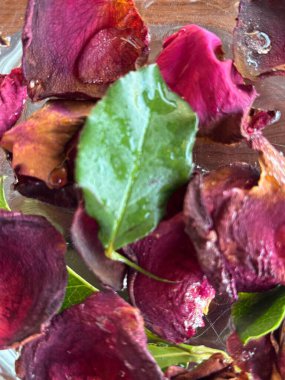 Kırmızı ve mor tonlarında gül yapraklarından oluşan güzel bir düzenleme, canlı yeşil bir yaprakla renklendirilmiş su damlacıkları serpiştirilmiş. Görüntü tazeliği ve doğayı çağrıştırıyor. Çiçeklerin zarafetini yumuşak bir arka plana yansıtıyor..