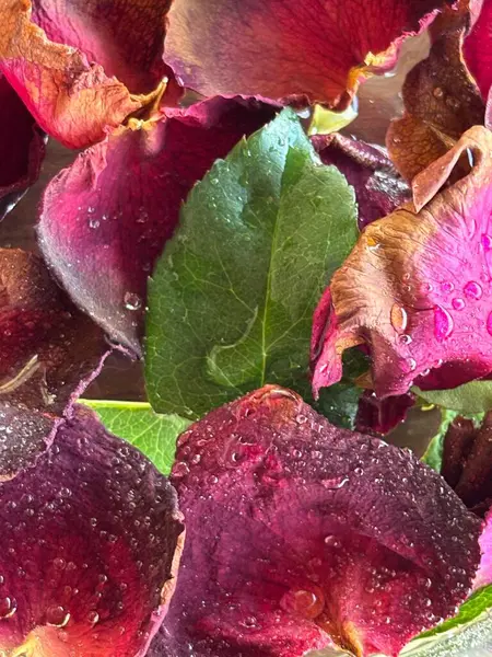 Koyu mor ve kırmızı tonlarda kurumuş gül yapraklarının çarpıcı yakın çekimi. Parlak su damlacıkları yaprakları güzelleştirir, çiçeklerin güzelliğini ve zarafetini yeşil yapraklara vurgular..