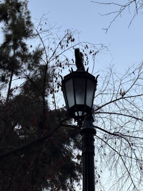 Yumuşak mavi bir gökyüzünün altında kuru ağaç dallarıyla çevrili bir parkta zarif bir sokak lambası. Sahne huzur ve nostaljiyi yansıtıyor, doğadaki aydınlığın güzelliğini vurguluyor..