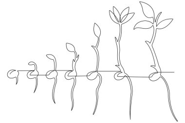 Tohum ana hatları vektöründen bitkisel büyüme işlemlerinin sürekli tek çizgi çizimi