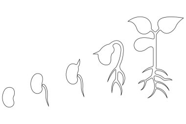 Tohum ana hatları vektöründen bitkisel büyüme işlemlerinin sürekli tek çizgi çizimi