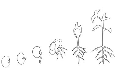 Tohum ana hatları vektöründen bitkisel büyüme işlemlerinin sürekli tek çizgi çizimi