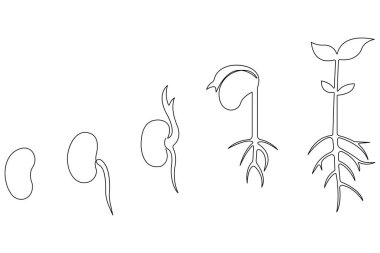 Tohum ana hatları vektöründen bitkisel büyüme işlemlerinin sürekli tek çizgi çizimi