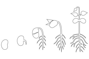 Tohum ana hatları vektöründen bitkisel büyüme işlemlerinin sürekli tek çizgi çizimi