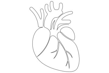 İnsan kalbinin aralıksız bir çizgisi Anatomik kalp çizimi vektör çizimi