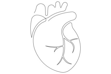 İnsan kalbinin aralıksız bir çizgisi Anatomik kalp çizimi vektör çizimi