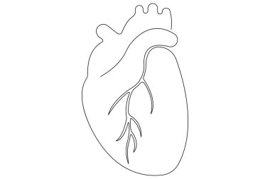 İnsan kalbinin aralıksız bir çizgisi Anatomik kalp çizimi vektör çizimi