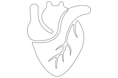 İnsan kalbinin aralıksız bir çizgisi Anatomik kalp çizimi vektör çizimi