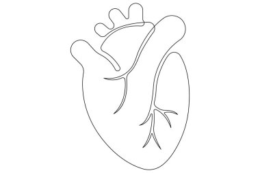 İnsan kalbinin aralıksız bir çizgisi Anatomik kalp çizimi vektör çizimi