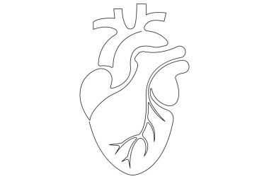 İnsan kalbinin aralıksız bir çizgisi Anatomik kalp çizimi vektör çizimi