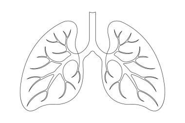 Anatomik insan akciğerleri sürekli bir çizgi çizer. Dinamik tıbbi iç anatomi kavramı