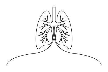Anatomik insan akciğerleri sürekli bir çizgi çizer. Dinamik tıbbi iç anatomi kavramı